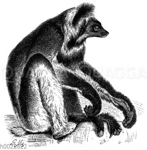 Indri