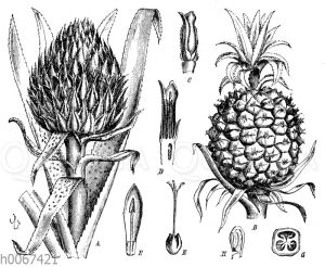 Ananas