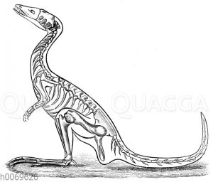Campsognathus longipes