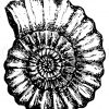 Ammonit