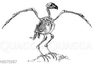 Skelett: Vogel