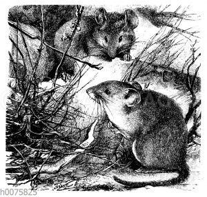 Waldmaus