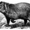 Capybara oder Wasserschwein