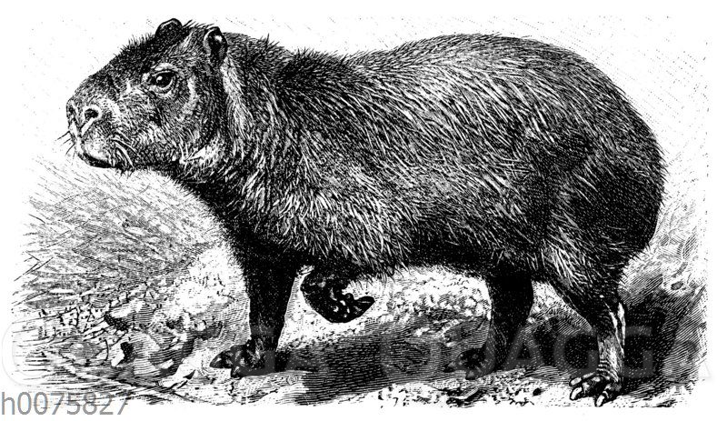 Capybara oder Wasserschwein