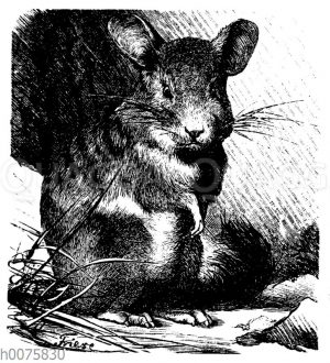 Chinchilla
