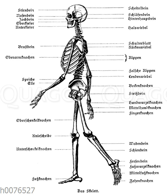 Skelett des Menschen - Quagga Illustrations