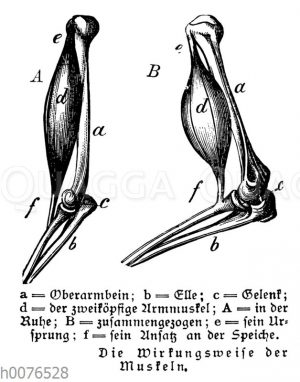 Armmuskeln des Menschen