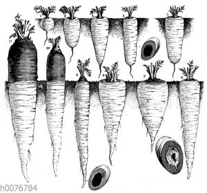 Verschiedene Sorten von Karotten