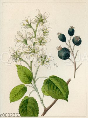 Kanadische Felsenbirne