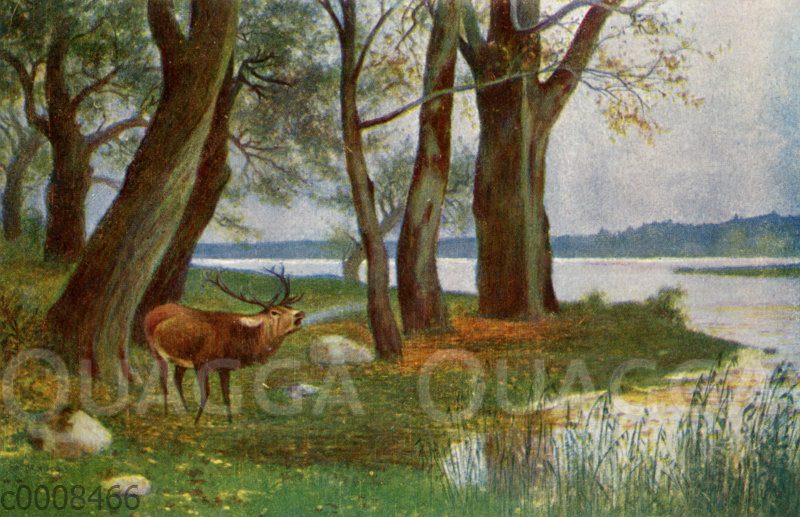 Röhrender Hirsch am Waldsee