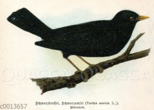 Amsel