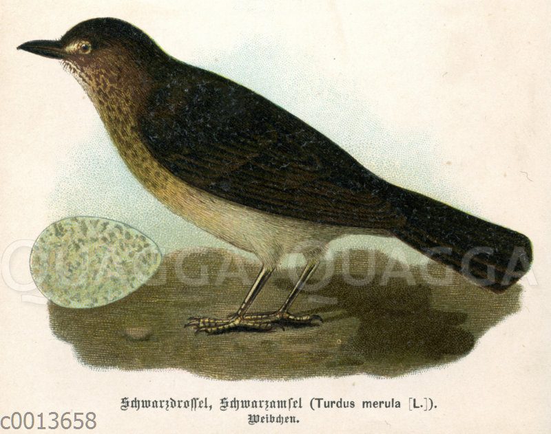 Amsel