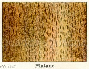 Holzart: Platane