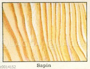 Holzart: Fichte