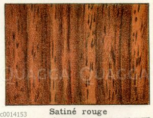 Holzart: Satiné rouge