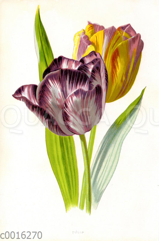 Tulpe Quagga Illustrations