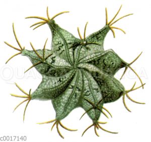 Astrophytum ornatum