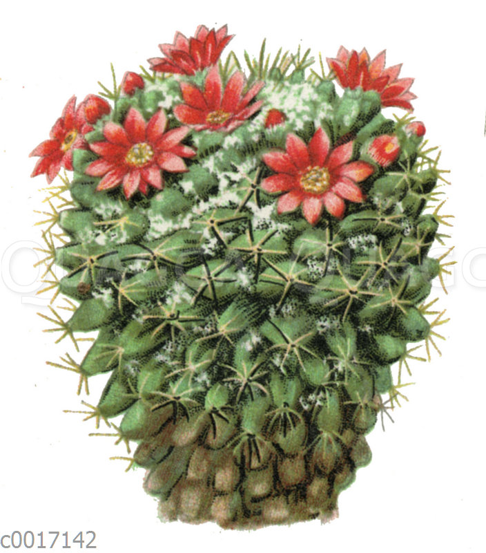 Mammillaria centricirrha -