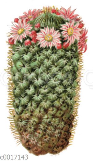 Mammillaria coronaria