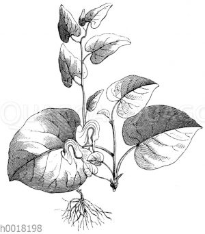 Aristolochia