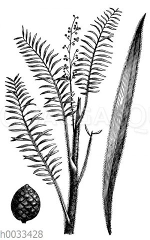 Drachenblutpalme