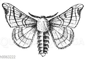 Seidenspinner