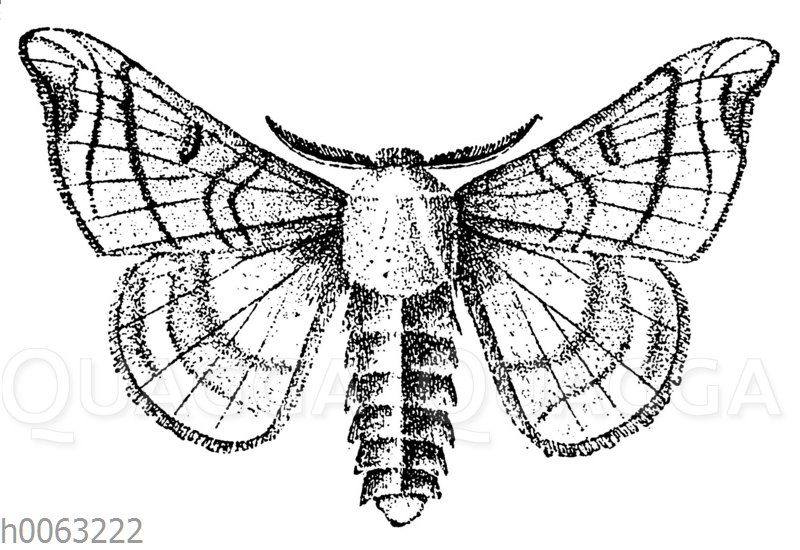 Seidenspinner