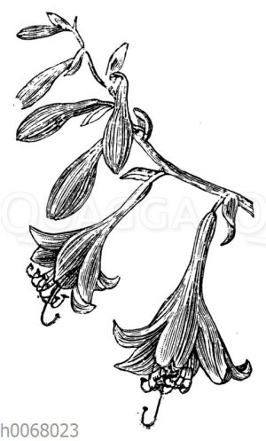 Funkie (Hosta) Blüten