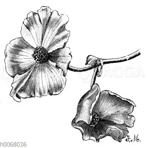 Einfache Knollenbegonienblüten