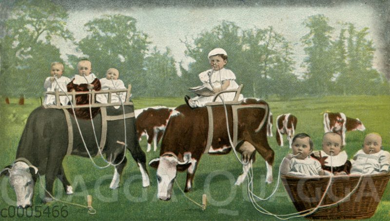 Babys trinken Milch aus Schläuchen direkt von Kühen