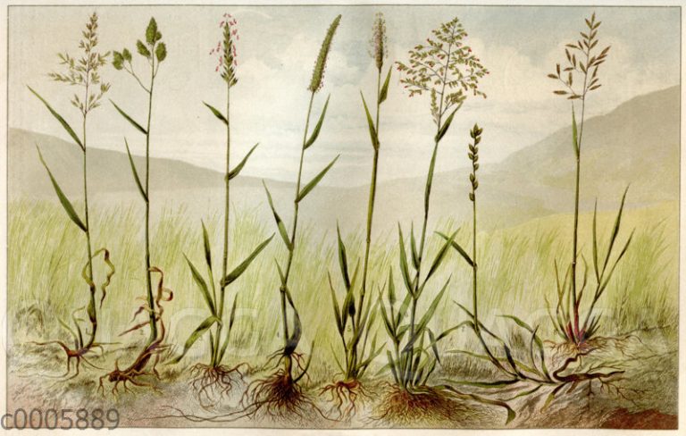WiesenSchwingel (Festuca pratensis) Bildkategorie Quagga