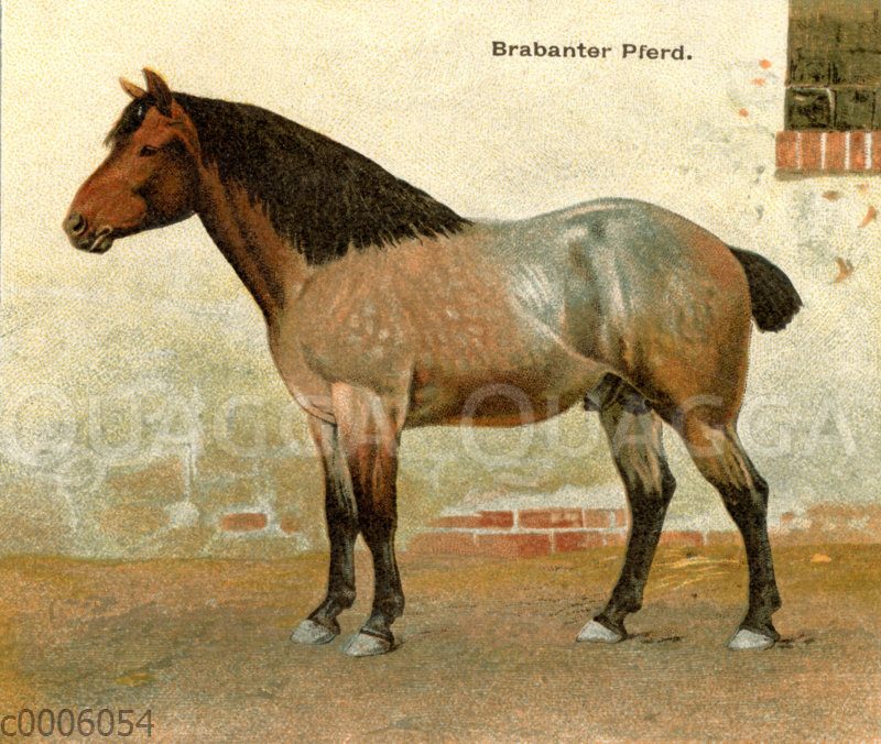 Pferd