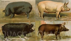 Hausschweinerassen: Essex Schwein