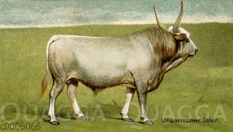 Raza Rind Rind, Rinderrasse: Ungarischer Stier