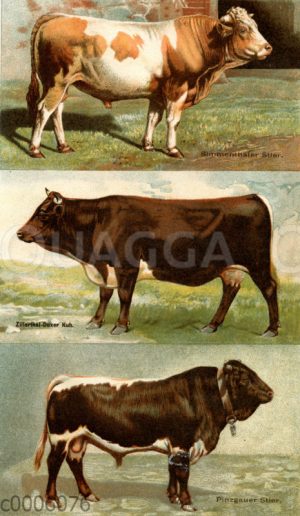 Rinderrassen: Simmentaler Stier