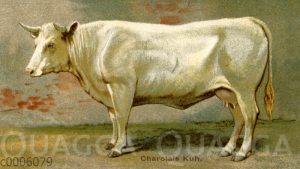 Charolais-Rind