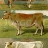 Rinderrassen: Shorthorn-Kuh