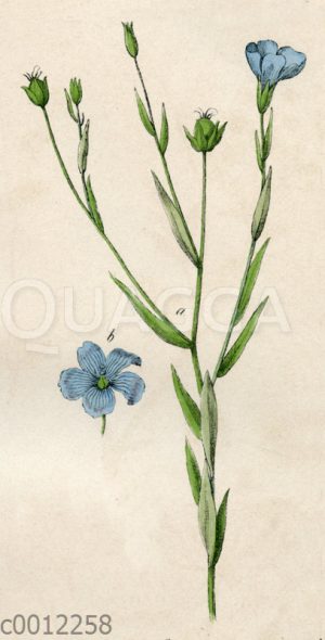 Lein
