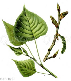 Schwarzpappel