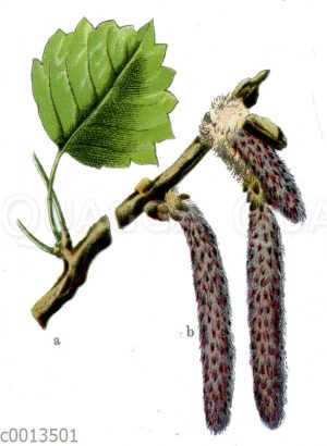 Zitterpappel