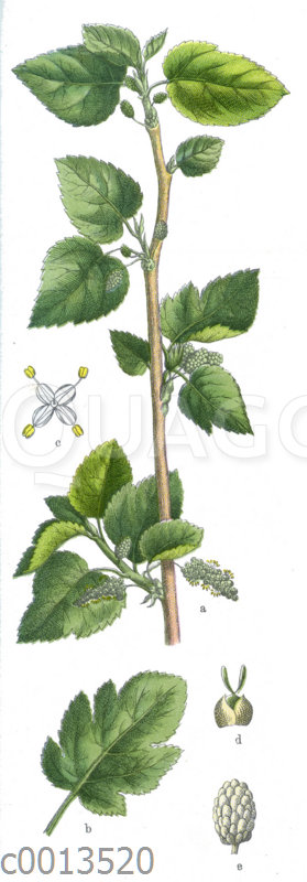 Weiße Maulbeere