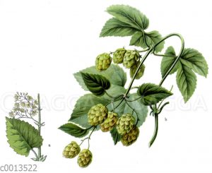 Hopfen