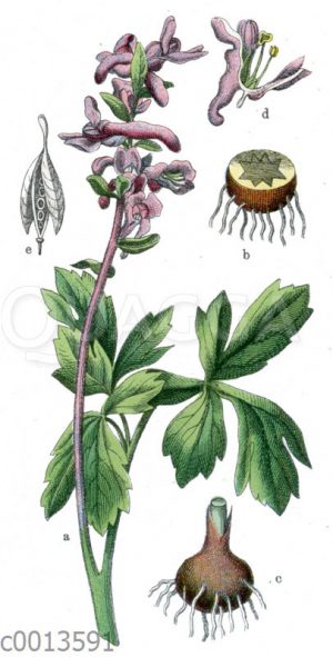 Hohler Lerchensporn