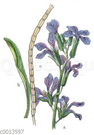 Garten-Levkoje