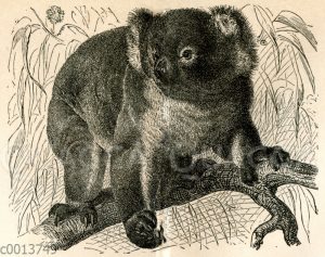 Koala