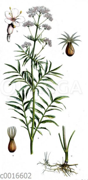 Baldrian