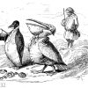 Pinguin und Pelikan in festlicher Kleidung