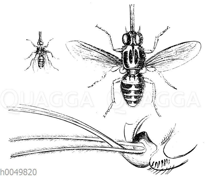 Tsetse-Fliege in natürlicher Größe und vergrößerter Saugrüssel