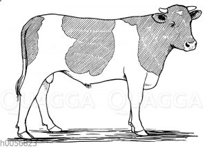 Rinder: Zeichnung von Jungtieren