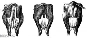 Milchspiegel bei Kühen